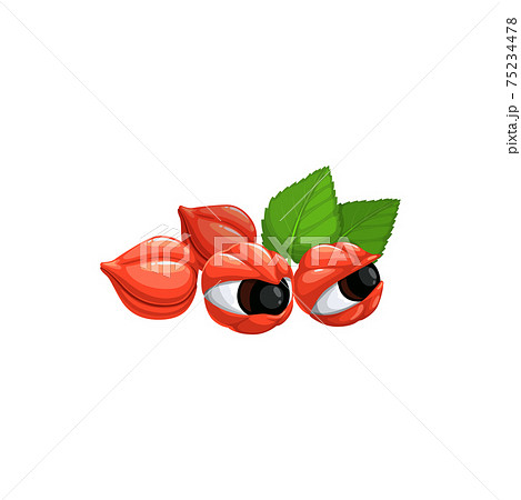 Superfood guarana red berries and green leaves 75234478