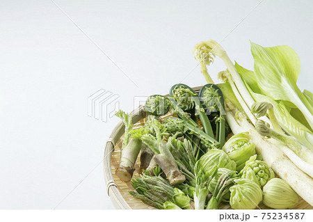 ザルに盛られた山菜 75234587