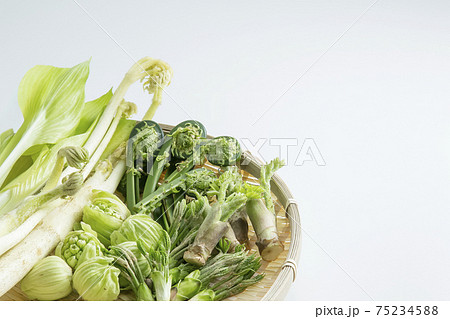 ザルに盛られた山菜 75234588