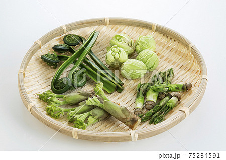 ザルに盛られた山菜 75234591