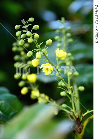 柊南天の黄色い花の写真素材