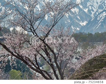 山形県 小国町の桜 山形県 小国町の桜 75234658