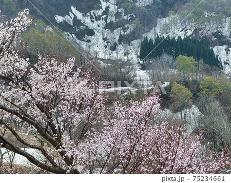 山形県 小国町の桜 山形県 小国町の桜 75234661