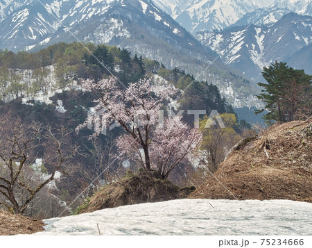 一本桜 一本桜 75234666