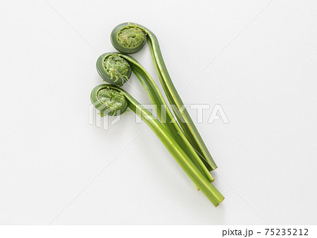 青こごみ 青こごみ 75235212