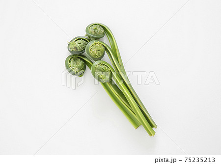 青こごみ 青こごみ 75235213