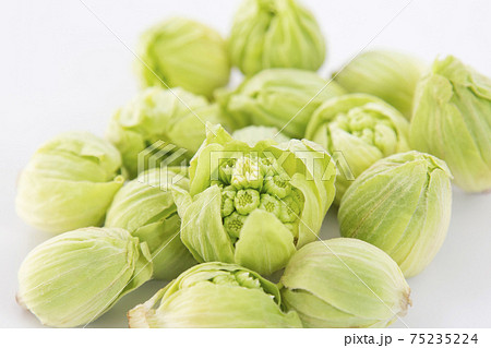 ふきのとう 75235224