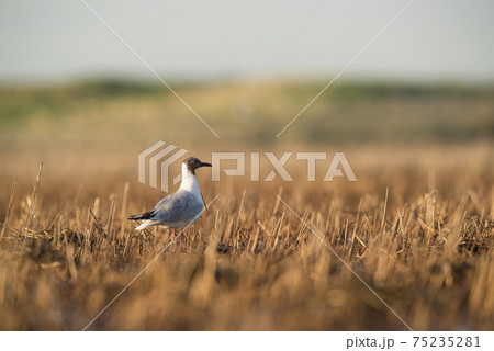 Brown hooded gull, Patagonia Brown hooded gull, Patagonia 75235281