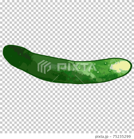 Illustration of cucumber Illustration of cucumber 75235299