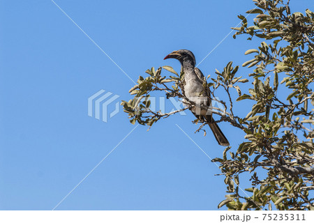 African grey hornbill, Africa African grey hornbill, Africa 75235311