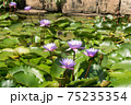 スリランカ　睡蓮池 75235354