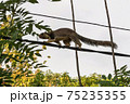 スリランカ　シモフリオオリス 75235355