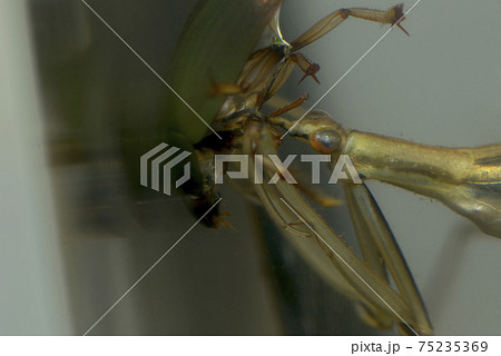 ミズカマキリの捕食 ミズカマキリの捕食 75235369