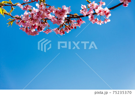 埼玉県 井沼方公園 河津桜と青空 埼玉県 井沼方公園 河津桜と青空 75235370