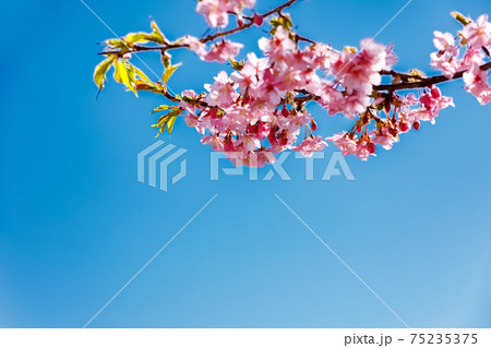 埼玉県　井沼方公園 河津桜と青空 75235375