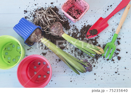 Spring gardening concept. Two hyacinth plants with buds, flowerpots, shovel on light blue wooden background top view Spring gardening concept. Two hyacinth plants with buds, flowerpots, shovel on light blue wooden background top view 75235640