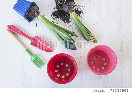 Spring gardening concept. Two hyacinth flowers, flowerpots and gardening equipments on white wooden background top view. 75235641