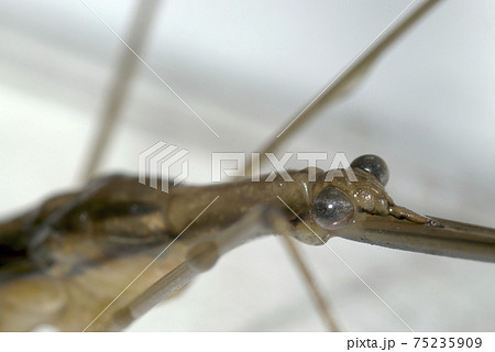 ミズカマキリ 75235909