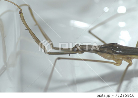 ミズカマキリ 75235916