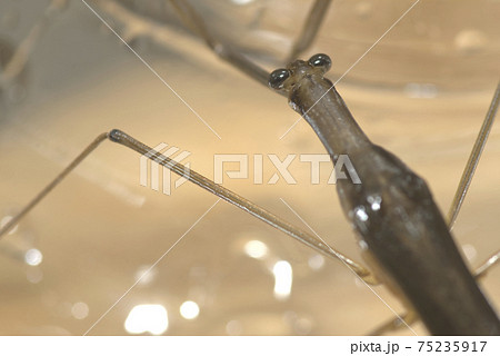 ミズカマキリ 75235917