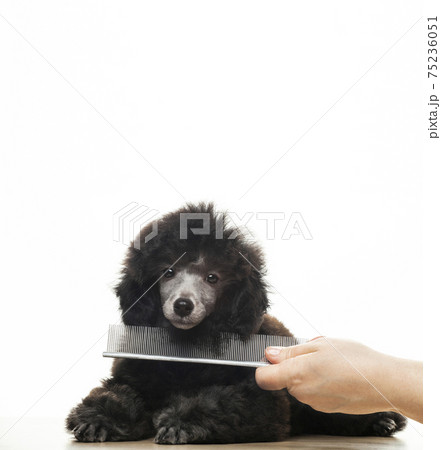 image of dog hairbrush hand white background image of dog hairbrush hand white background 75236051