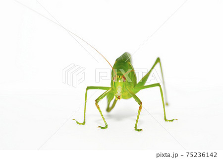 ヘリグロツユムシ ヘリグロツユムシ 75236142