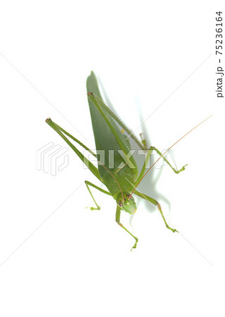 ヘリグロツユムシ 75236164