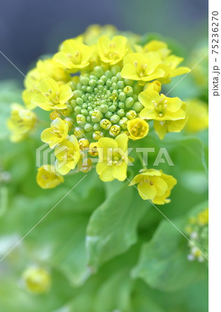 畑に咲く黄色い花 ハクサイ 白菜 の写真素材