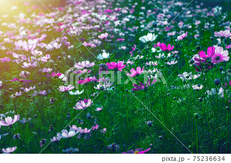 Fresh bright cosmos flowers in the field, close up cosmos garden with sunlight in the morning Fresh bright cosmos flowers in the field, close up cosmos garden with sunlight in the morning 75236634