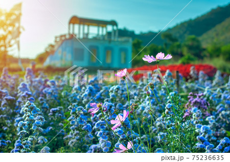 Violet and pink margaret flowers blooming in garden. Close-up beautiful and fresh margaret flowers in natural light. Selective focus 75236635
