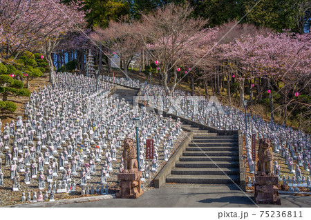 御殿場 ありがた山 御殿場 ありがた山 75236811