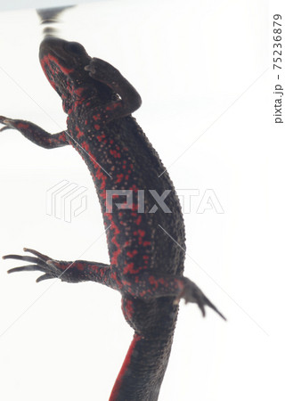 アカハライモリ 75236879