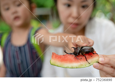 カブト虫を観察する親子 カブト虫を観察する親子 75236890