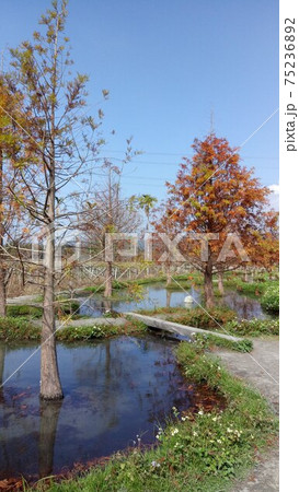 台湾の冬の晴れた日の公園の池と落羽松(沼杉) 台湾の冬の晴れた日の公園の池と落羽松(沼杉) 75236892