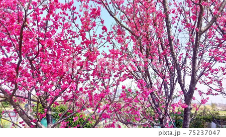 台湾の2月の濃いピンク マゼンタピンク の桜の写真素材