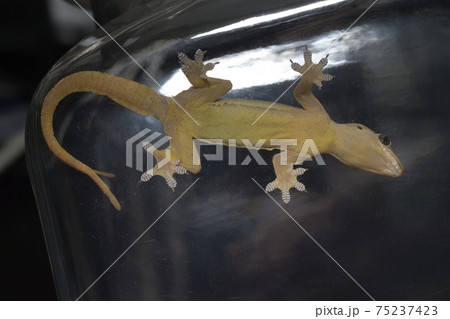 ハウスゲッコー ハウスゲッコー 75237423