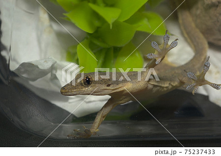 ハウスゲッコー ハウスゲッコー 75237433