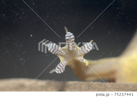 ハウスゲッコー 75237441