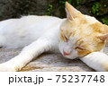 ぽかぽか天気でお昼寝中の猫 75237748