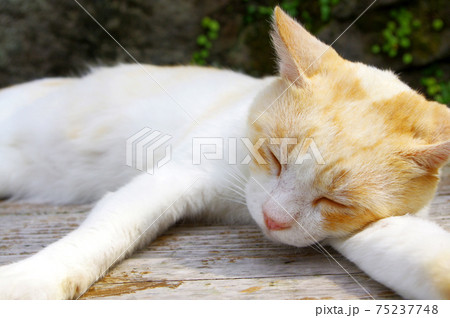 ぽかぽか天気でお昼寝中の猫 ぽかぽか天気でお昼寝中の猫 75237748