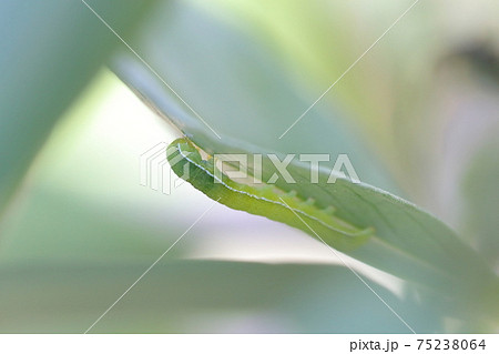葉っぱにしがみつくアオムシ 75238064