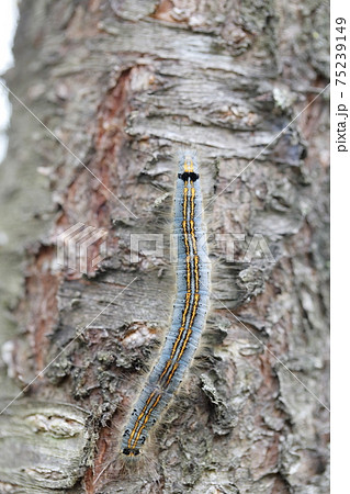 桜の木を這う虫 オビカレハ幼虫 の写真素材