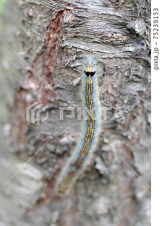桜の木を這う虫 オビカレハ幼虫 の写真素材