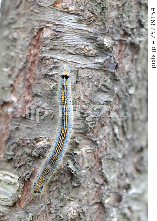 桜の木を這う虫 オビカレハ幼虫 の写真素材