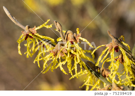 Witch Hazel Hybride, Hamamelis intermedia 75239419