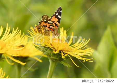 Beautiful painted lady (Vanessa cardui) pollinating at bright elecampane flowers 75240622
