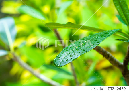 Raindrops on a green plumeria leaf in the garden after the rain Raindrops on a green plumeria leaf in the garden after the rain 75240629