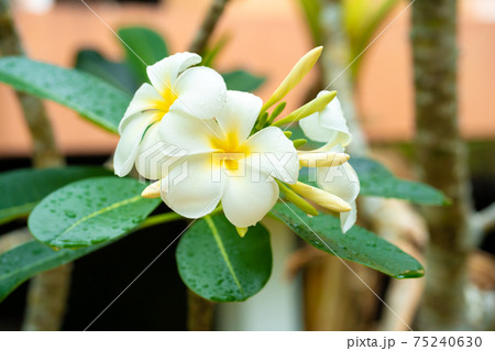 Frangipani tropical flower growing outdoors in thailand 75240630