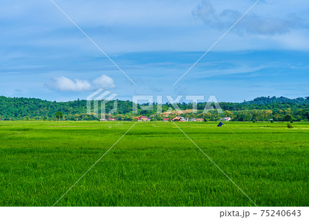 Impressive landscape green rice field with mountains in the background Impressive landscape green rice field with mountains in the background 75240643