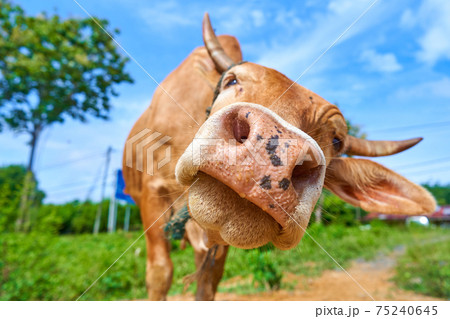 Close up portrait of curious cow grazing on the roadside Close up portrait of curious cow grazing on the roadside 75240645